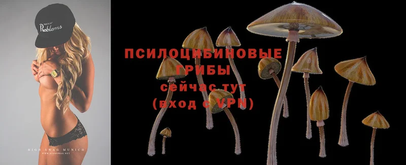 Псилоцибиновые грибы Psilocybe  купить наркоту  Тобольск 